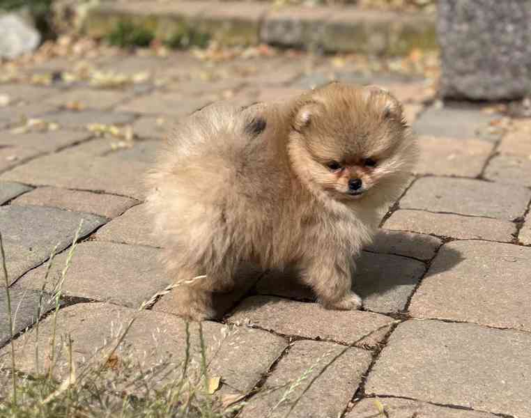 Pomeranian