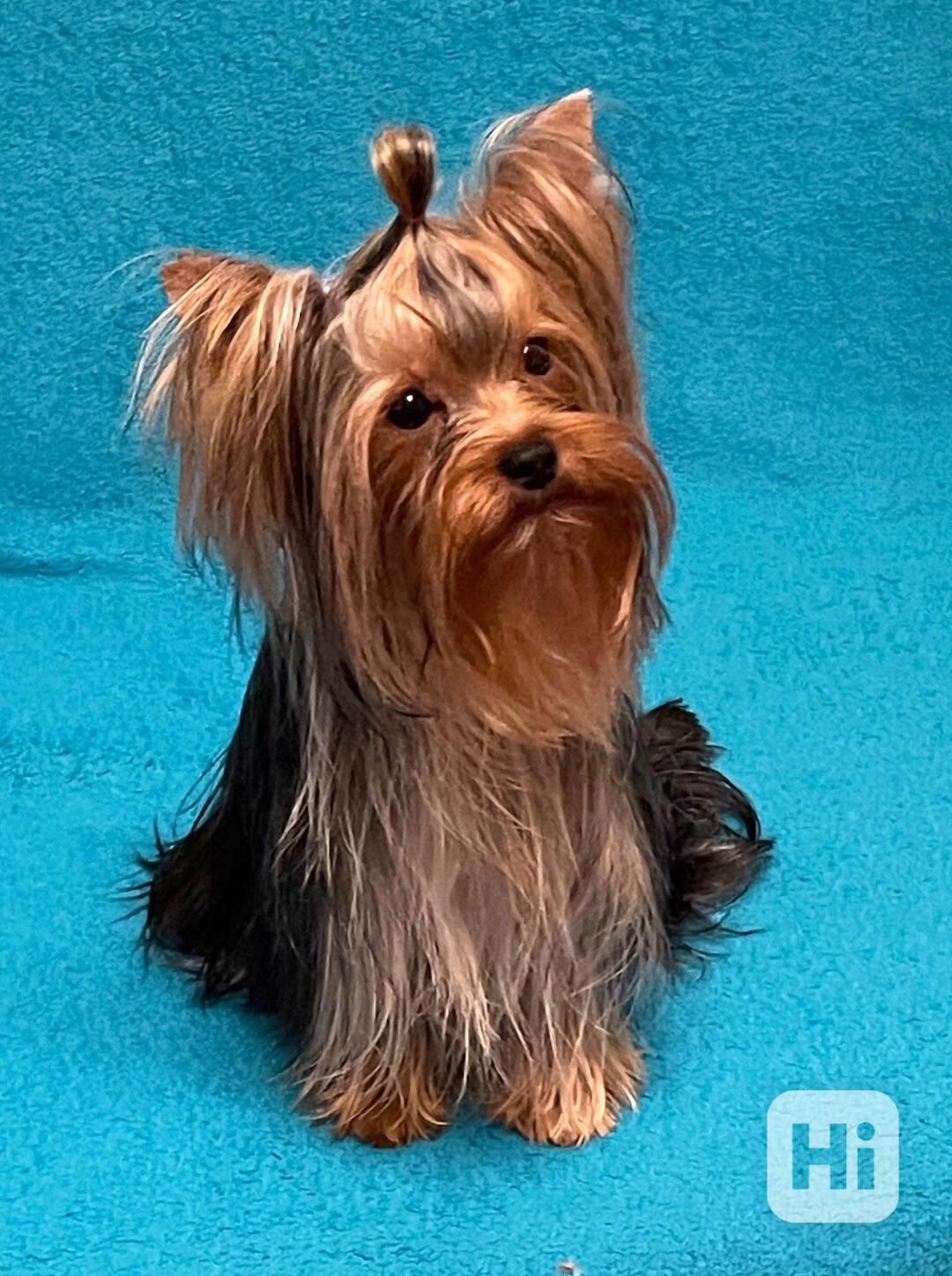 Jorkšírský teriér s PP FCI - foto 1