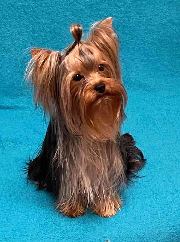 Jorkšírský teriér s PP FCI - foto 1