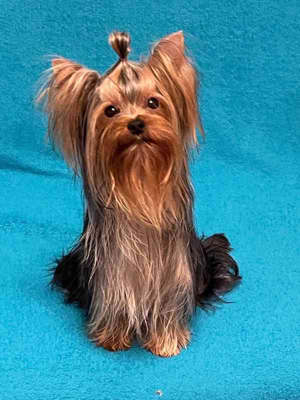 Jorkšírský teriér s PP FCI - foto 2