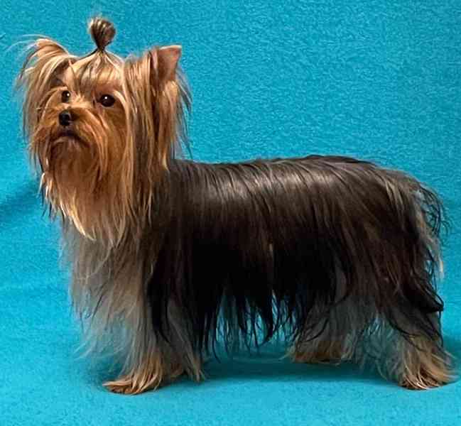 Jorkšírský teriér s PP FCI - foto 3