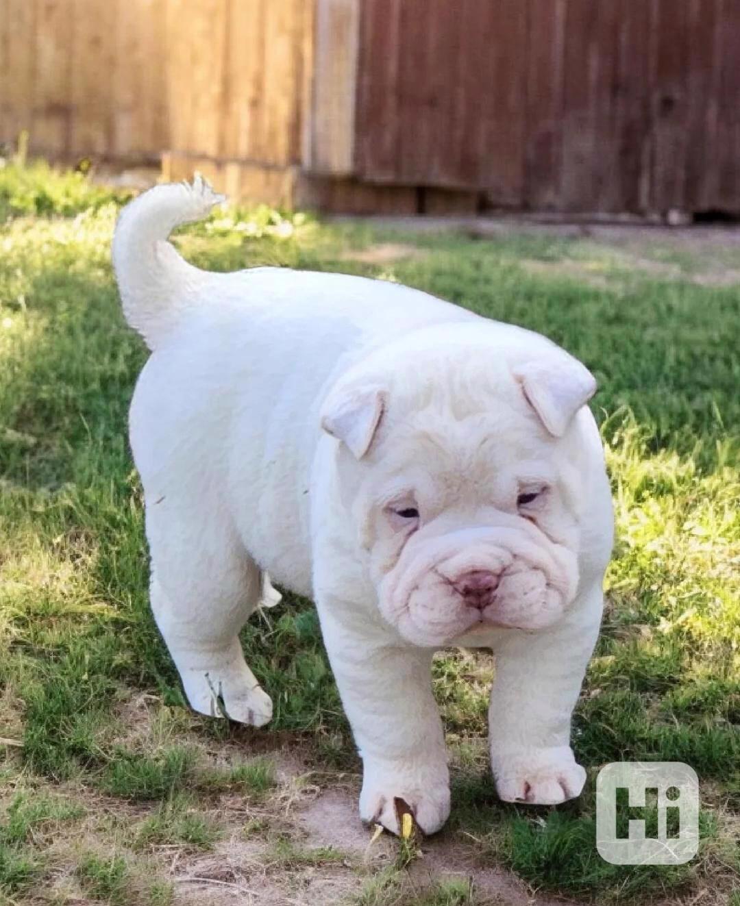 Sněhový mini šarpej - foto 1