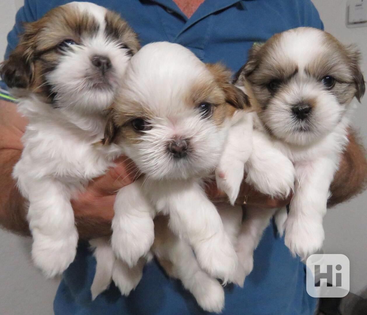Dárek štěňátka shih tzu k adopci zdarma   - foto 1