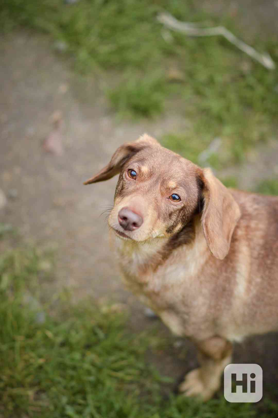 Žofinka - x jezevčík, hodná holka, cca 7 let - foto 1