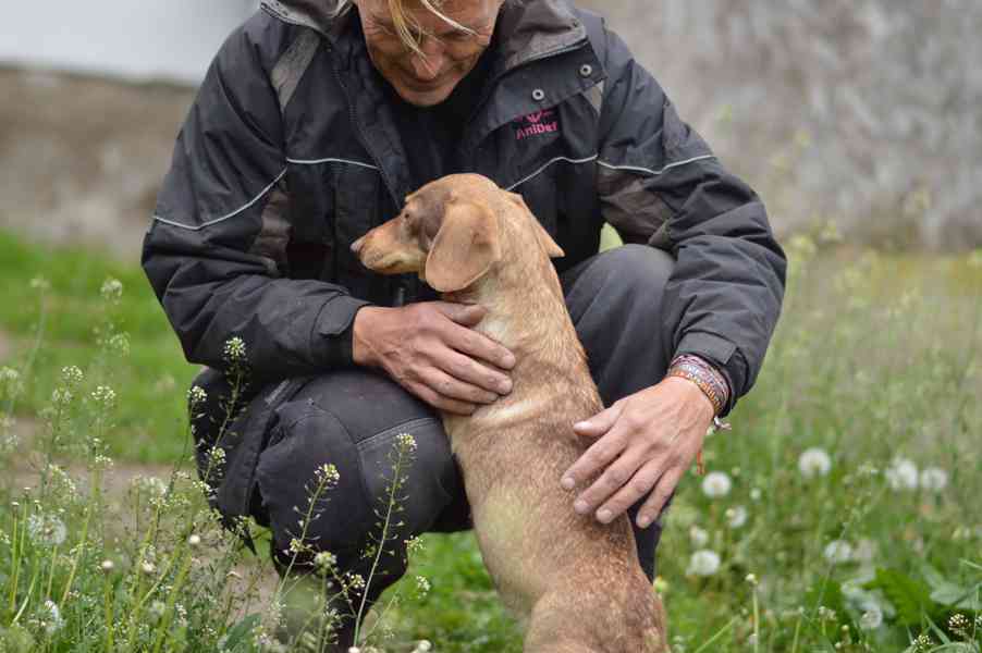 Žofinka - x jezevčík, hodná holka, cca 7 let - foto 2