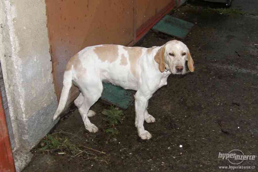 Daruji LABRADORA - foto 1