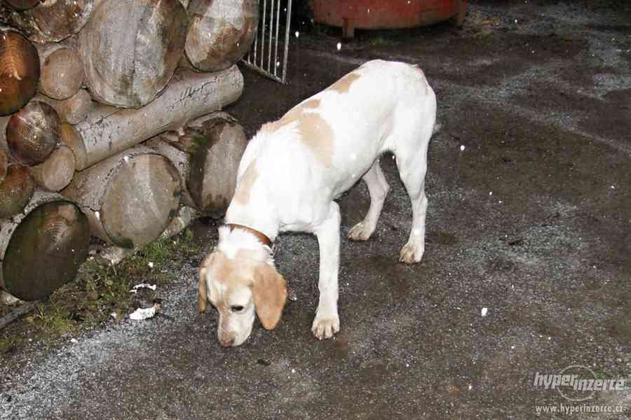 Daruji LABRADORA - foto 2