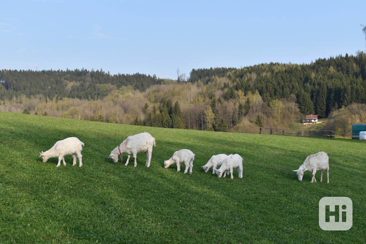 Prodám kůzlečí maso, 120,-Kč/kg, v bio kvalitě  - foto 1