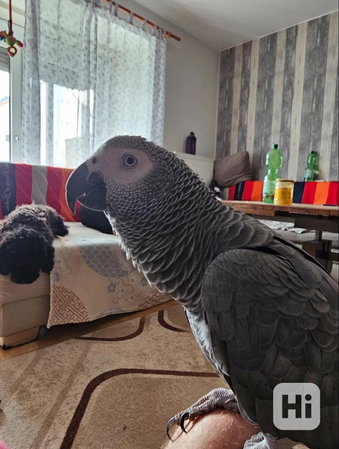 Krásní papoušci šedí na prodej - foto 1