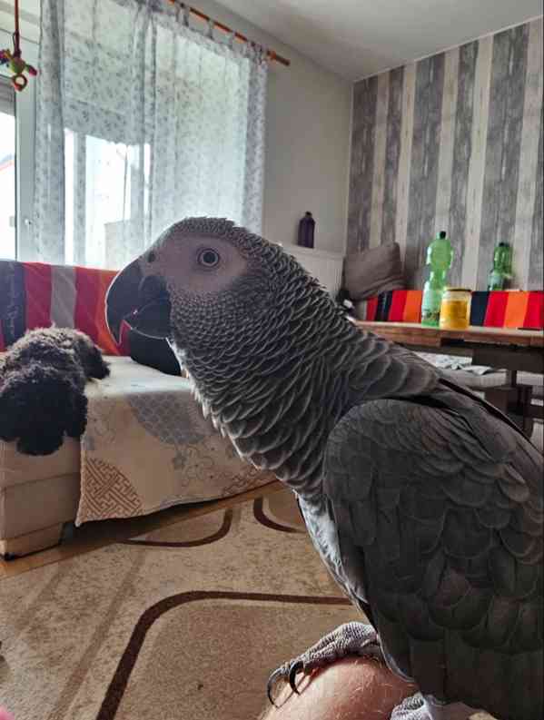 Krásní papoušci šedí na prodej - foto 1