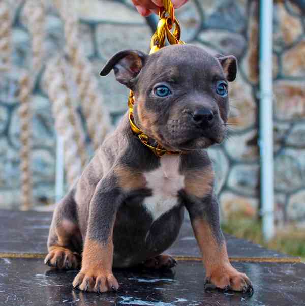 American Bully ABKC Pocket XL - foto 2