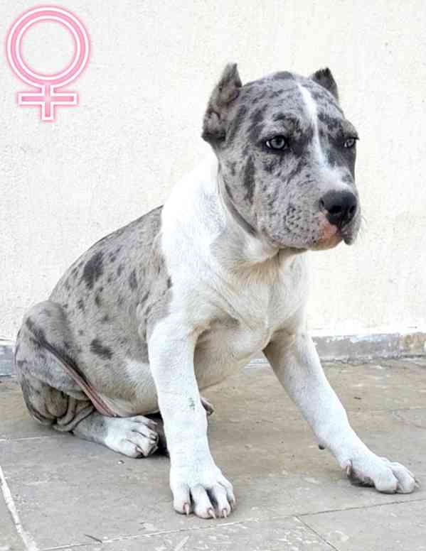 American Bully ABKC Pocket XL - foto 4