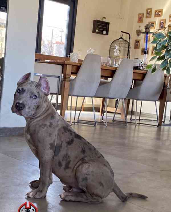 American Bully ABKC Pocket XL - foto 3