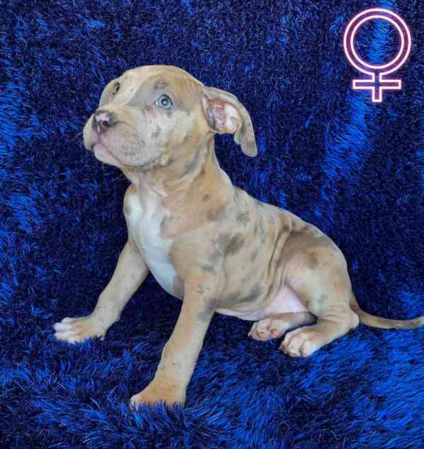 American Bully ABKC Pocket XL - foto 6