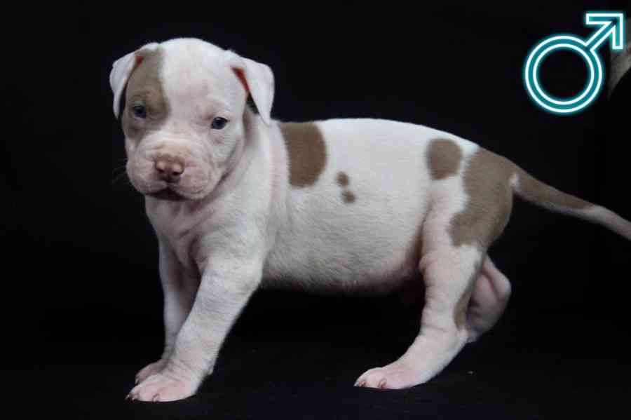 American Bully ABKC Pocket XL - foto 5