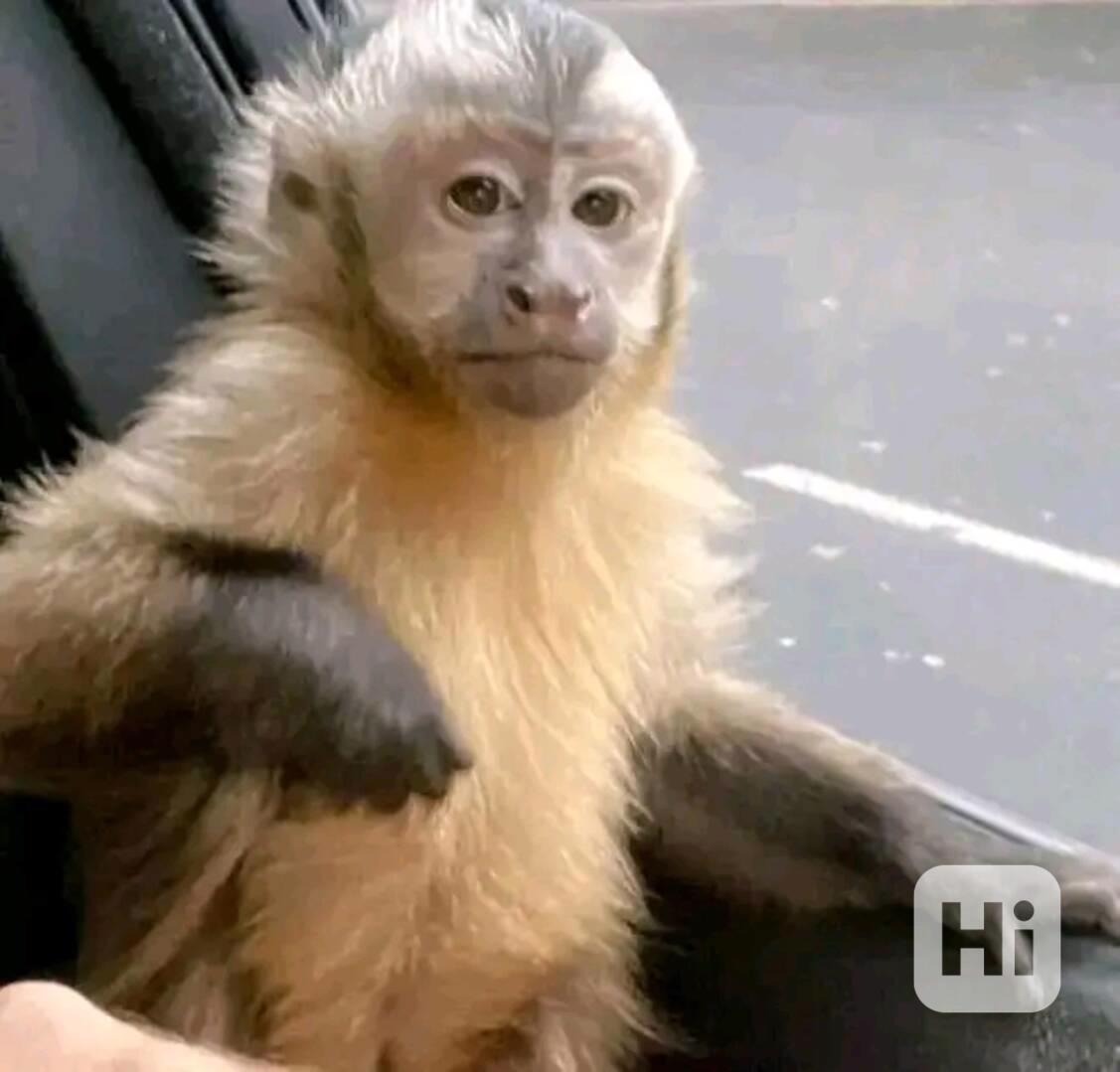  Domácí vycvičená kapucínská opice k dispozici pro dobrý dom - foto 1