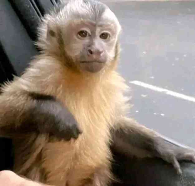  Domácí vycvičená kapucínská opice k dispozici pro dobrý dom