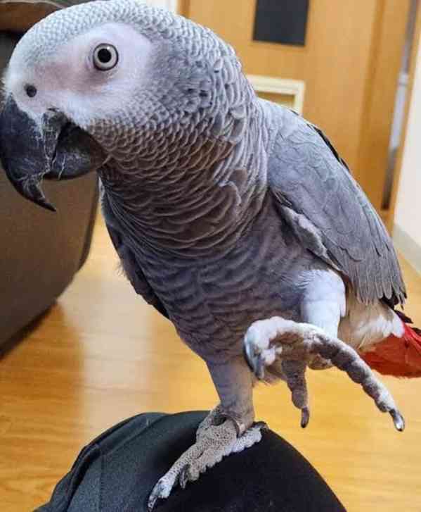 Afričtí šedí papoušci - foto 2
