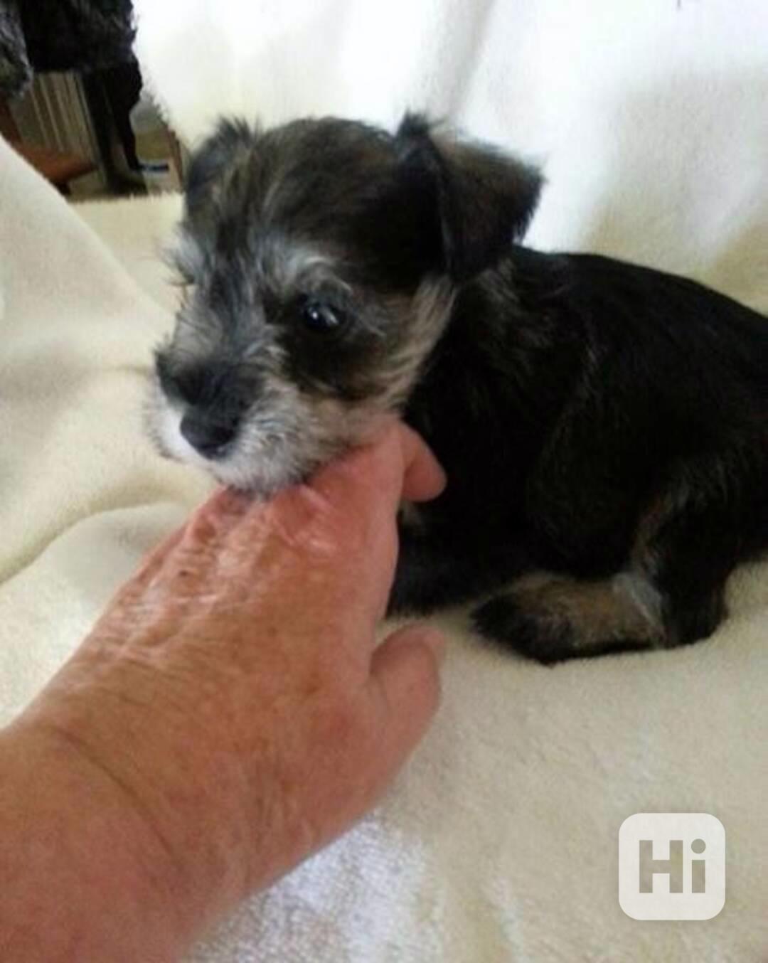 Čistokrevní štěňata miniaturního knírače, samci a samice - foto 1