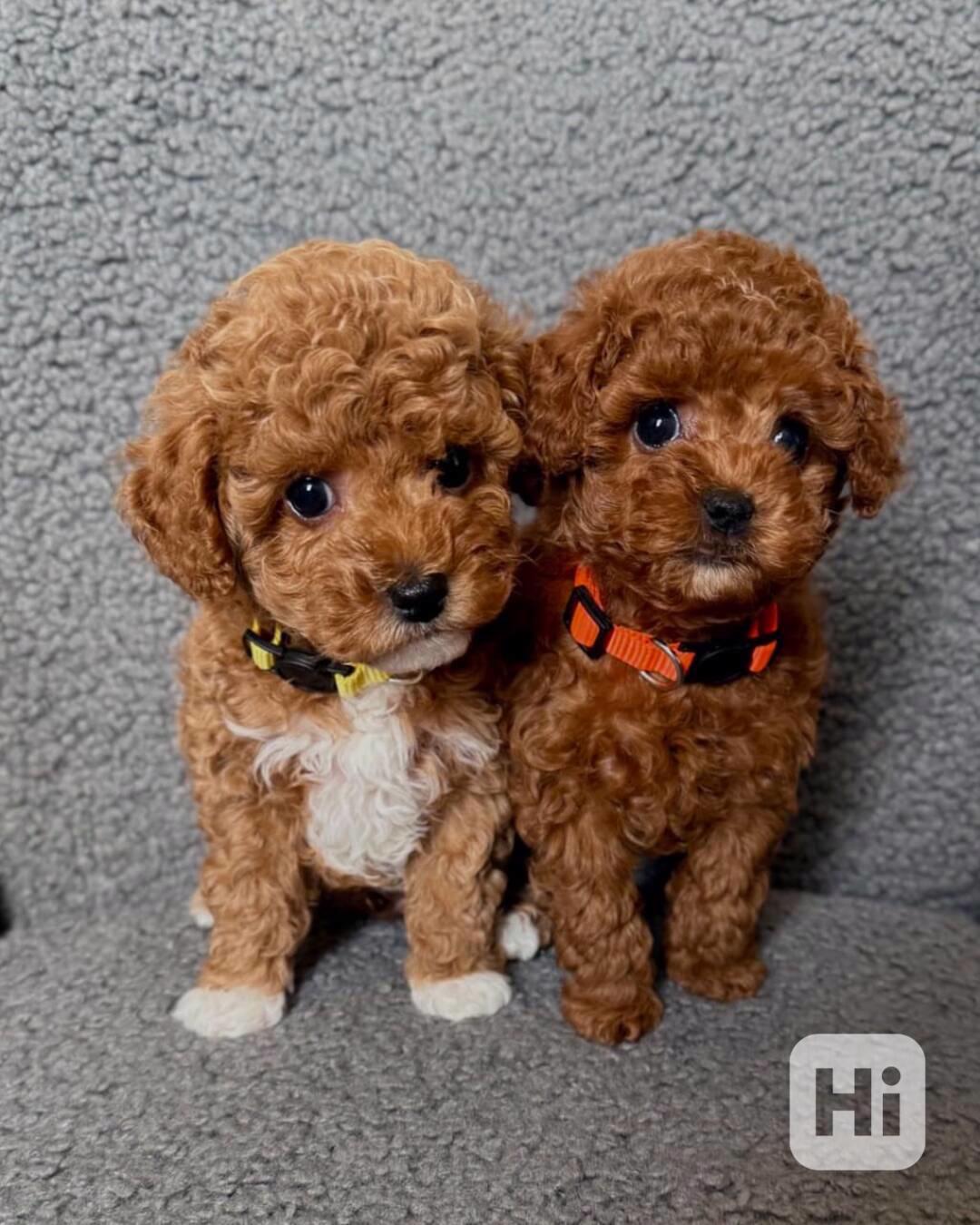 Štěňata mini pudlů k dispozici! - foto 1