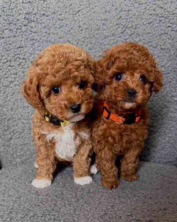 Štěňata mini pudlů k dispozici!