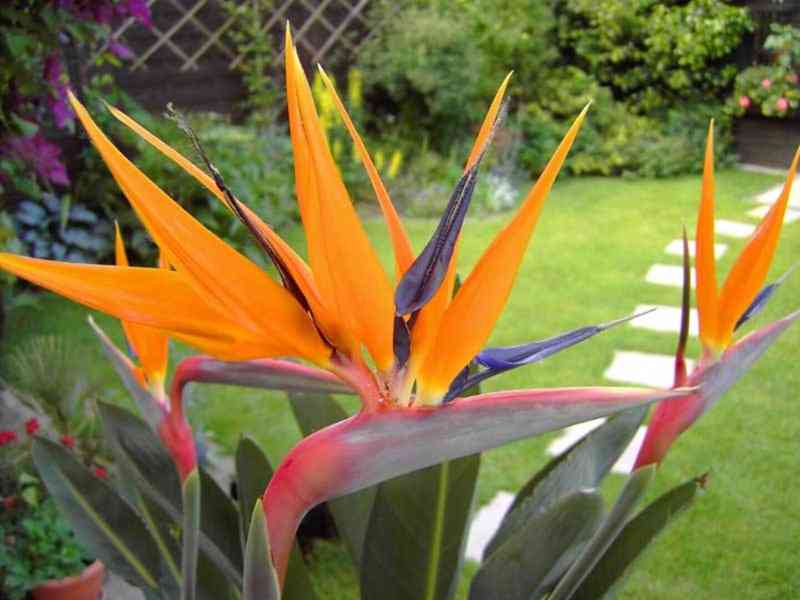 sazenice Strelitzia reginae - foto 1