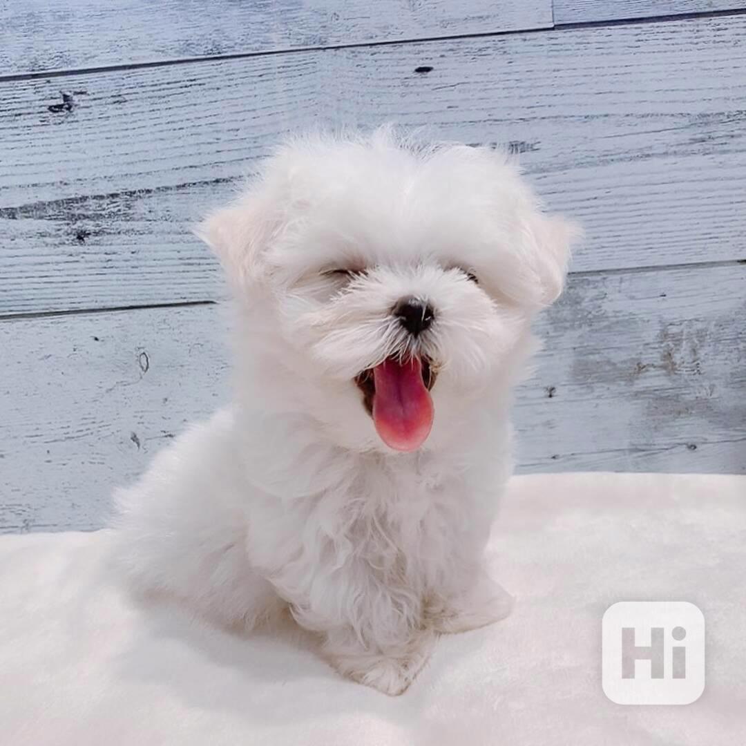 štěně maltézského ovčáka k adopci - foto 1