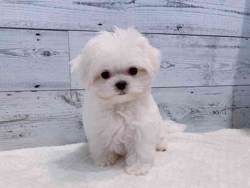 štěně maltézského ovčáka k adopci - foto 2