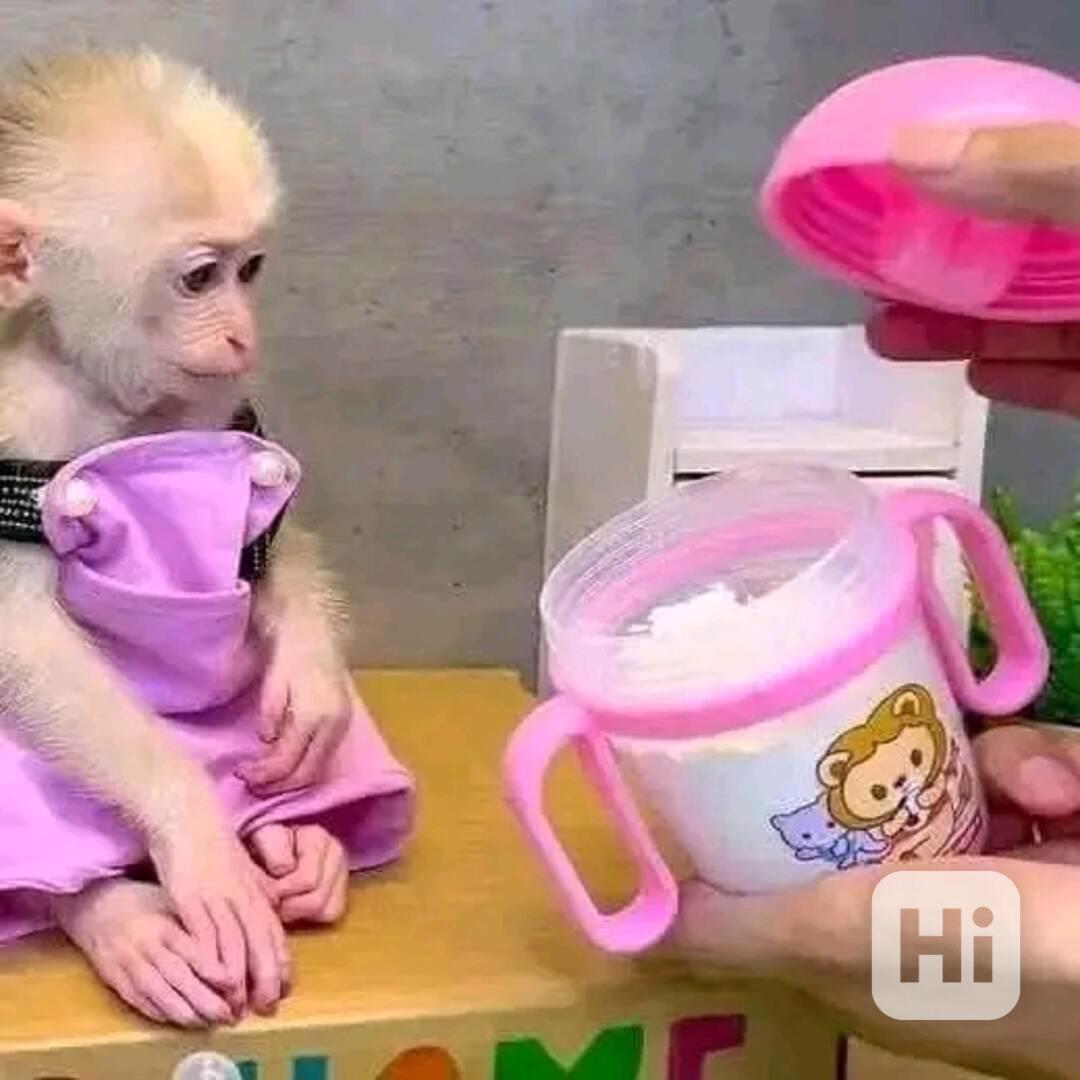  Šťastný chlapeček a holčička Capuchin Beauty  - foto 1