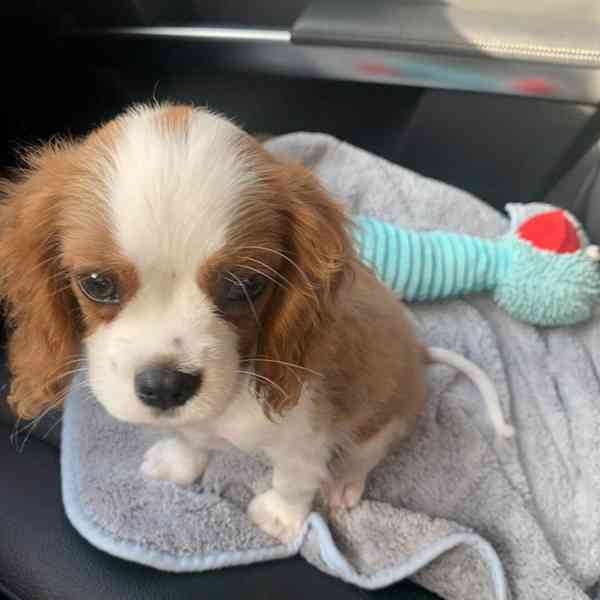 Sladký kavalír king charles španěl štěňata - foto 2