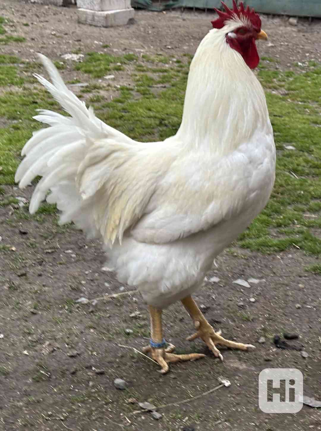 Plymutka bílá - foto 1