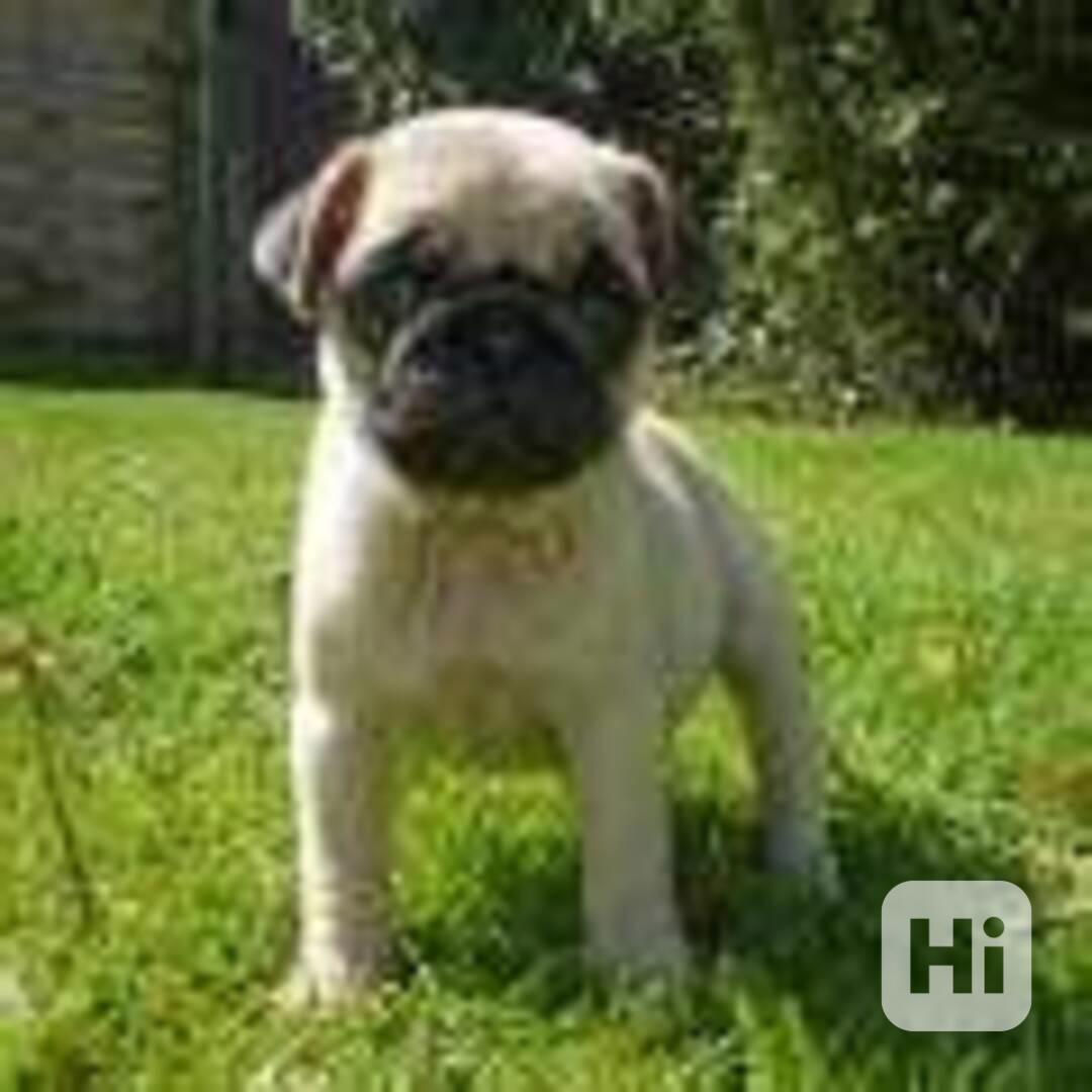 Štěňata plemene MOPS (pes a fenka) - foto 1