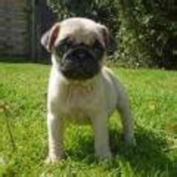 Štěňata plemene MOPS (pes a fenka) - foto 1