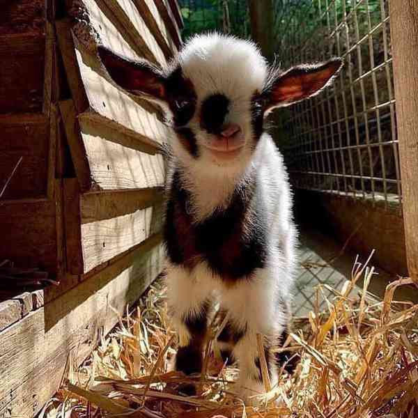 Roztomilé kozy na prodej!  - foto 1