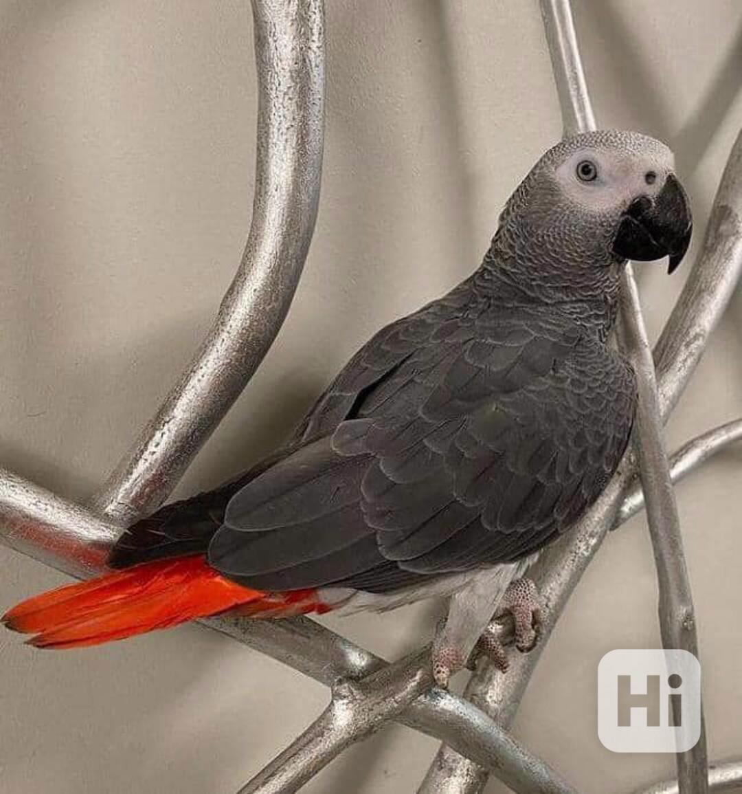 Papoušci šedí k adopci. - foto 1