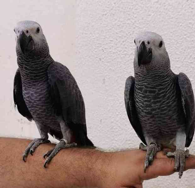 Papoušci šedí k adopci. - foto 2