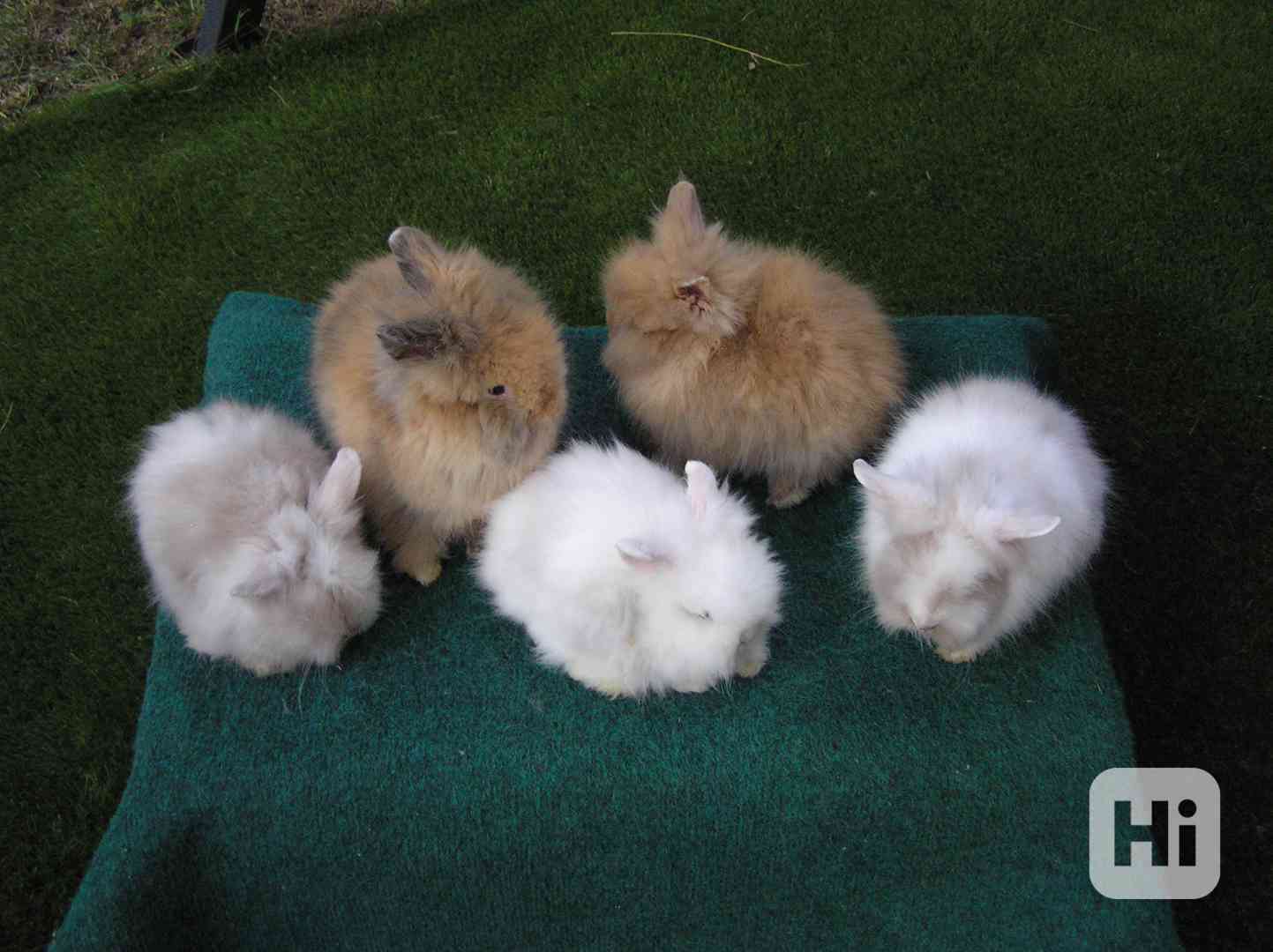 Dlouhosrstý zakrslý teddy králíček - nové vrhy - foto 1