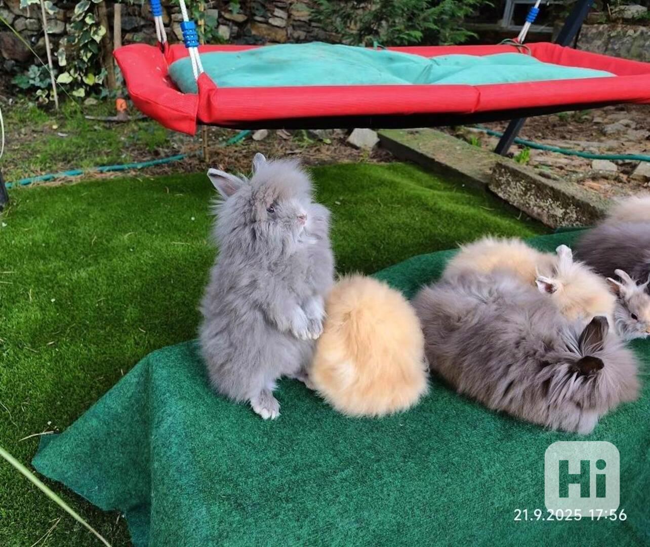 Dlouhosrstý zakrslý teddy králíček - nové vrhy - foto 1