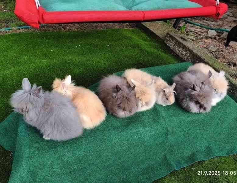 Dlouhosrstý zakrslý teddy králíček - nové vrhy - foto 5