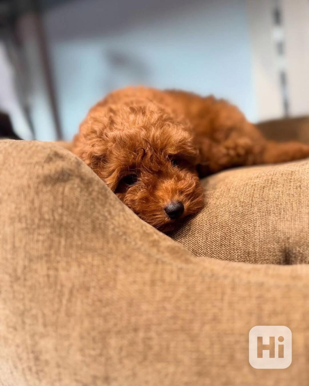 Dívka červeného toy pudla - foto 1