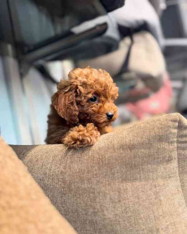 Dívka červeného toy pudla - foto 4