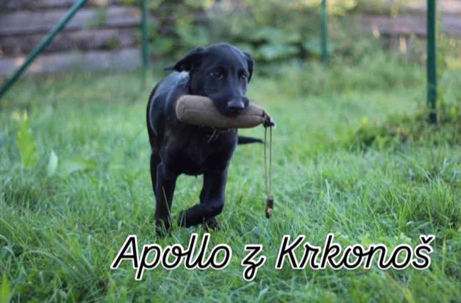 Labrador retrívr trial linie - foto 19
