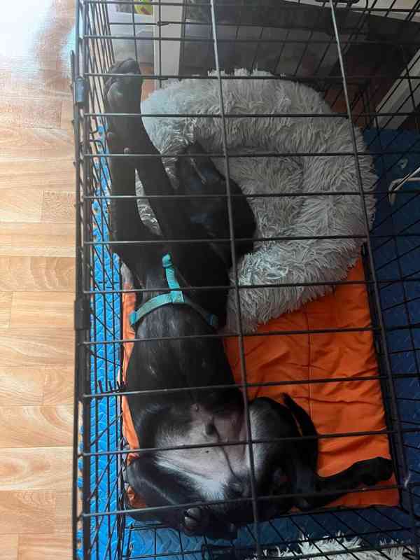Labrador retrívr trial linie - foto 12