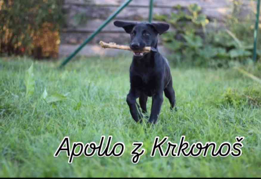 Labrador retrívr trial linie - foto 20