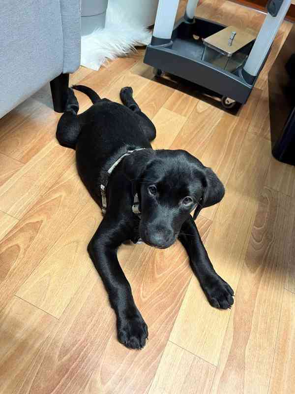 Labrador retrívr trial linie - foto 7