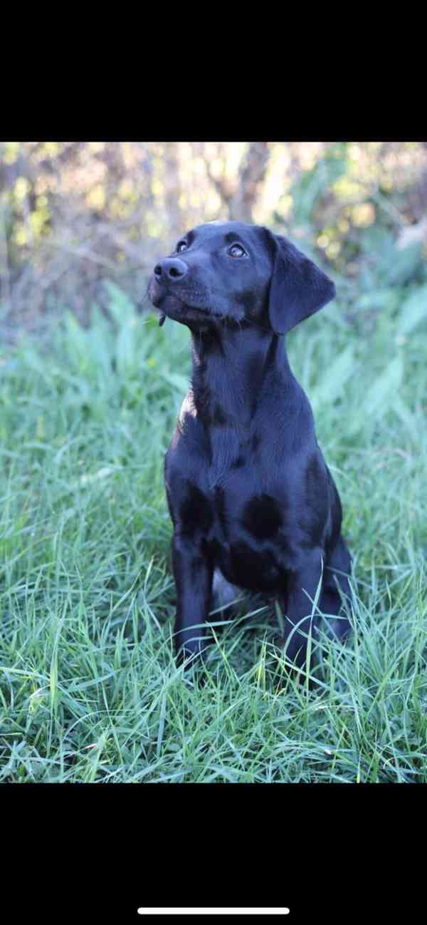 Labrador retrívr trial linie - foto 14