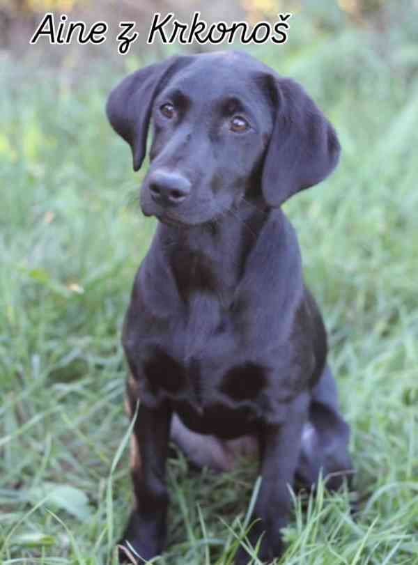 Labrador retrívr trial linie - foto 17