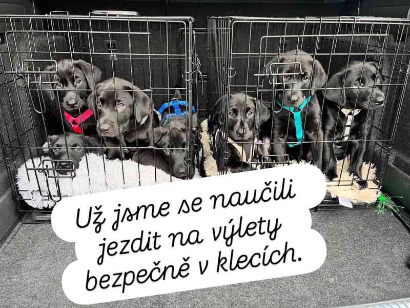 Labrador retrívr trial linie - foto 5