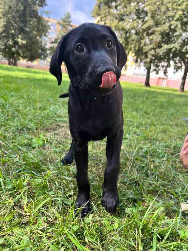Labrador retrívr trial linie - foto 16