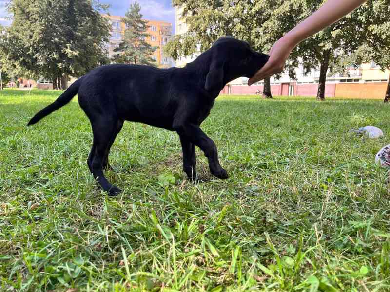 Labrador retrívr trial linie - foto 9